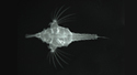 中文種名:寬海蛾魚