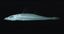 中文種名:西里伯多棘牛尾魚