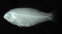 中文種名:蟲紋鸚哥魚
