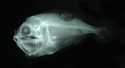 中文種名:黑首胸燧鯛