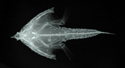 中文種名:密星海蝠魚