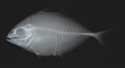 中文種名:琉球棘角魚