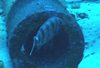 中文種名:寶石大眼鯛