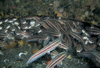 中文種名:線紋鰻鯰