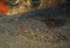 中文種名:眼斑豹鰨