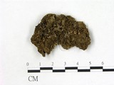 學名:Cheilymenia granulata