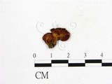 學名:Pholiota mutabilis