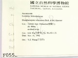 ǦW:Dicephalospora rufocornea