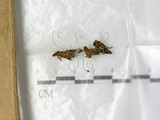 學名:Cheilymenia granulata