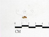 學名:Dicephalospora rufocornea