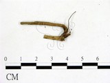 學名:Hymenoscyphus sp.