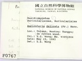 ǦW:Auricularia delicata