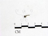 學名:Dicephalospora rufocornea