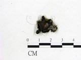 學名:Auricularia polytricha