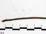 學名:Dicephalospora rufocornea