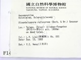 ǦW:Dicephalospora rufocornea