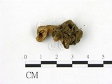 學名:Gyromitra esculenta