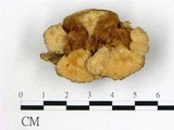學名:Cymatoderma dendriticum