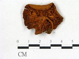 學名:Gymnopilus sp.