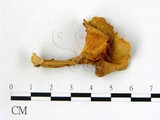 學名:Cantharellus cibarius