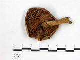 學名:Cortinarius violaceus