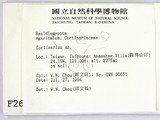 ǦW:Cortinarius sp.