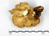 學名:Laetiporus sp.