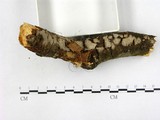 學名:Gloeocystidiellum porosum