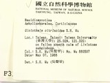 ǦW:Gloiothele citrinoidea
