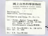 ǦW:Cortinarius arimillatus