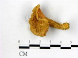 學名:Cantharellus cibarius