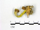 學名:Hypomyces chrysospermus