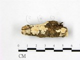 學名:Perenniporia cf. medulla-panis