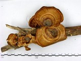 學名:Microporus affinis