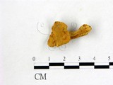 學名:Cantharellus cibarius