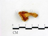 學名:Cantharellus cibarius