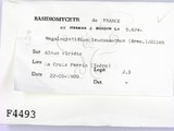 ǦW:Megalocystidium leucoxanthum