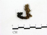 學名:Gyromitra esculenta