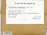 ǦW:Cortinarius raphanoides