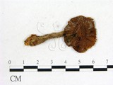 學名:Cortinarius raphanoides