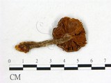 學名:Cortinarius raphanoides