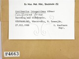 ǦW:Cortinarius integerrimus