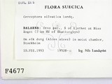 ǦW:Cercophora silvatica