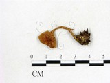 學名:Cortinarius subalboviolaceus