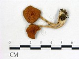 學名:Cortinarius anomalus