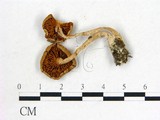 學名:Cortinarius anomalus