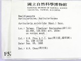學名:Auricularia pol...