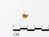 學名:Marasmiellus nigripes