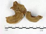學名:Coriolopsis neaniscus