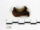 學名:Auricularia polytricha